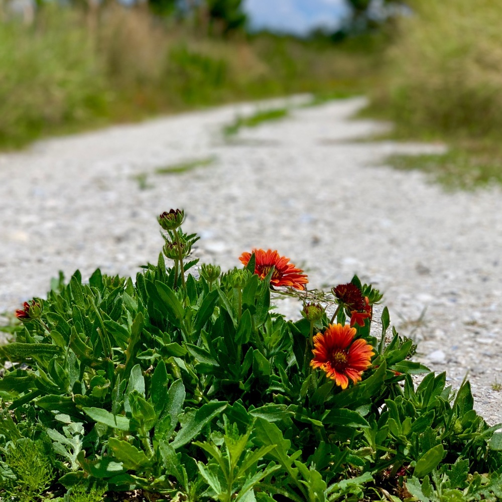 Meet your Posher, Devon